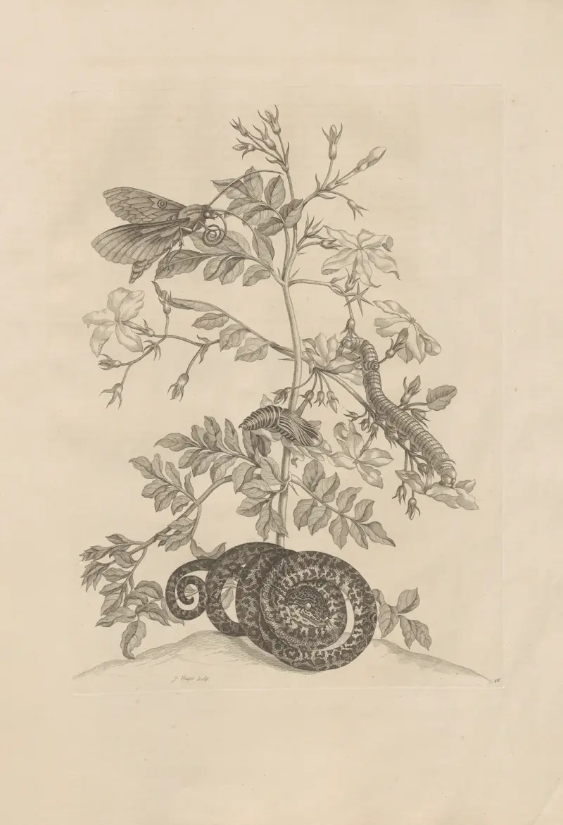 Avhandling om insekternas fortplantning och metamorfoser i Surinam, plansch 46 av Maria Sibylla Merian