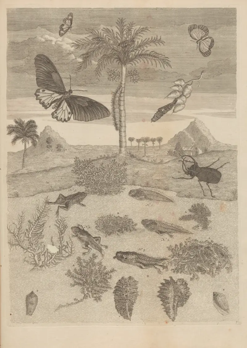 Avhandling om insekternas fortplantning och metamorfoser i Surinam, plansch 72 av Maria Sibylla Merian