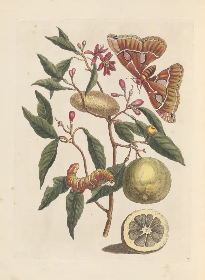 Rozprava o rozmnožování a proměnách hmyzu ze Surinamu, tab. 53, Maria Sibylla Merian