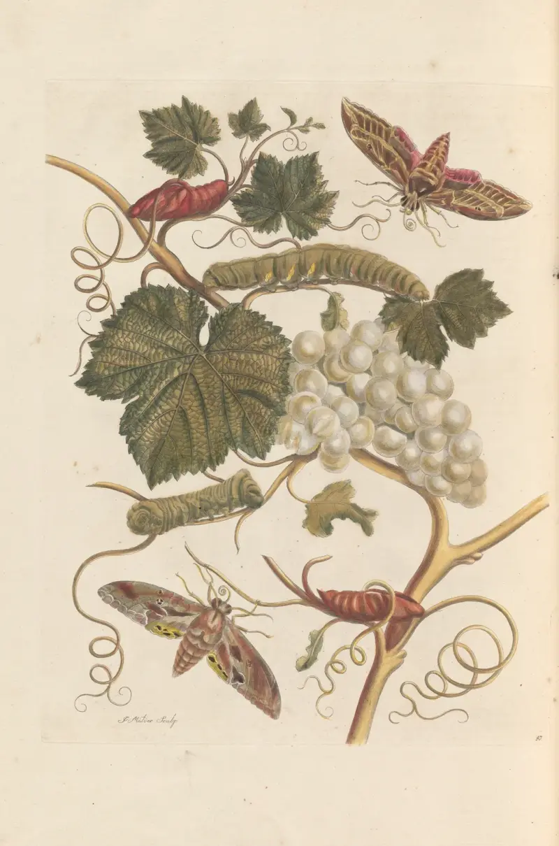 Rozprava o rozmnožování a proměnách hmyzu v Surinamu, pl. 37, Maria Sibylla Merian