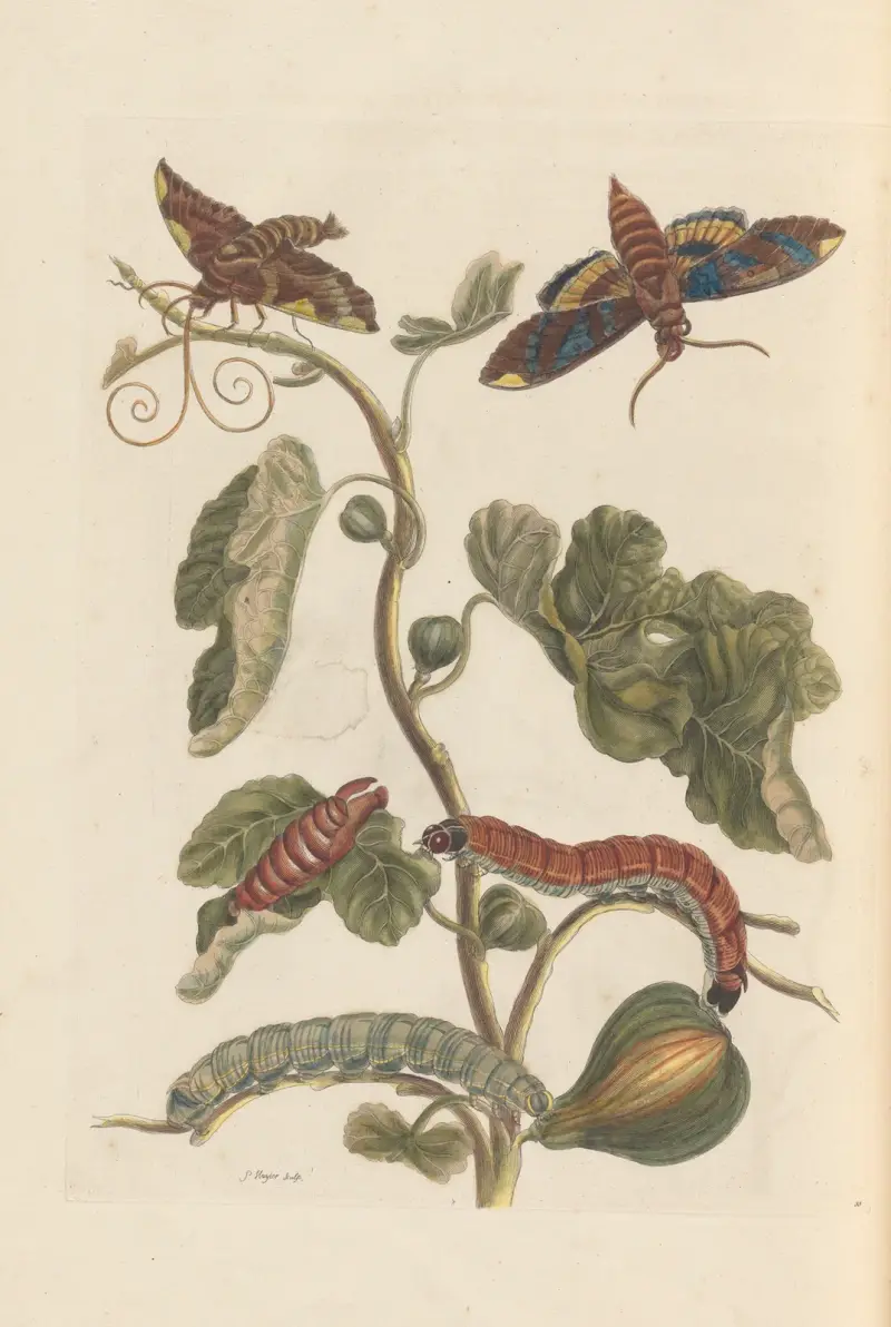 Avhandling om insekternas fortplantning och förvandling i Surinam, plansch 34 av Maria Sibylla Merian