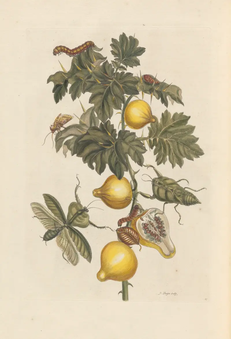 Dissertation sur la generation et les transformations des insectes de Surinam Pl.66 av Maria Sibylla Merian