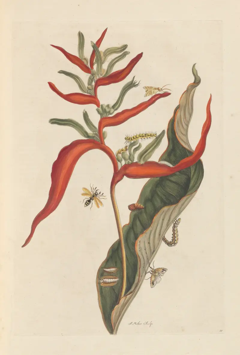 Abhandlung über die Fortpflanzung und Verwandlung der Insekten Surinams, Taf. 39 von Maria Sibylla Merian