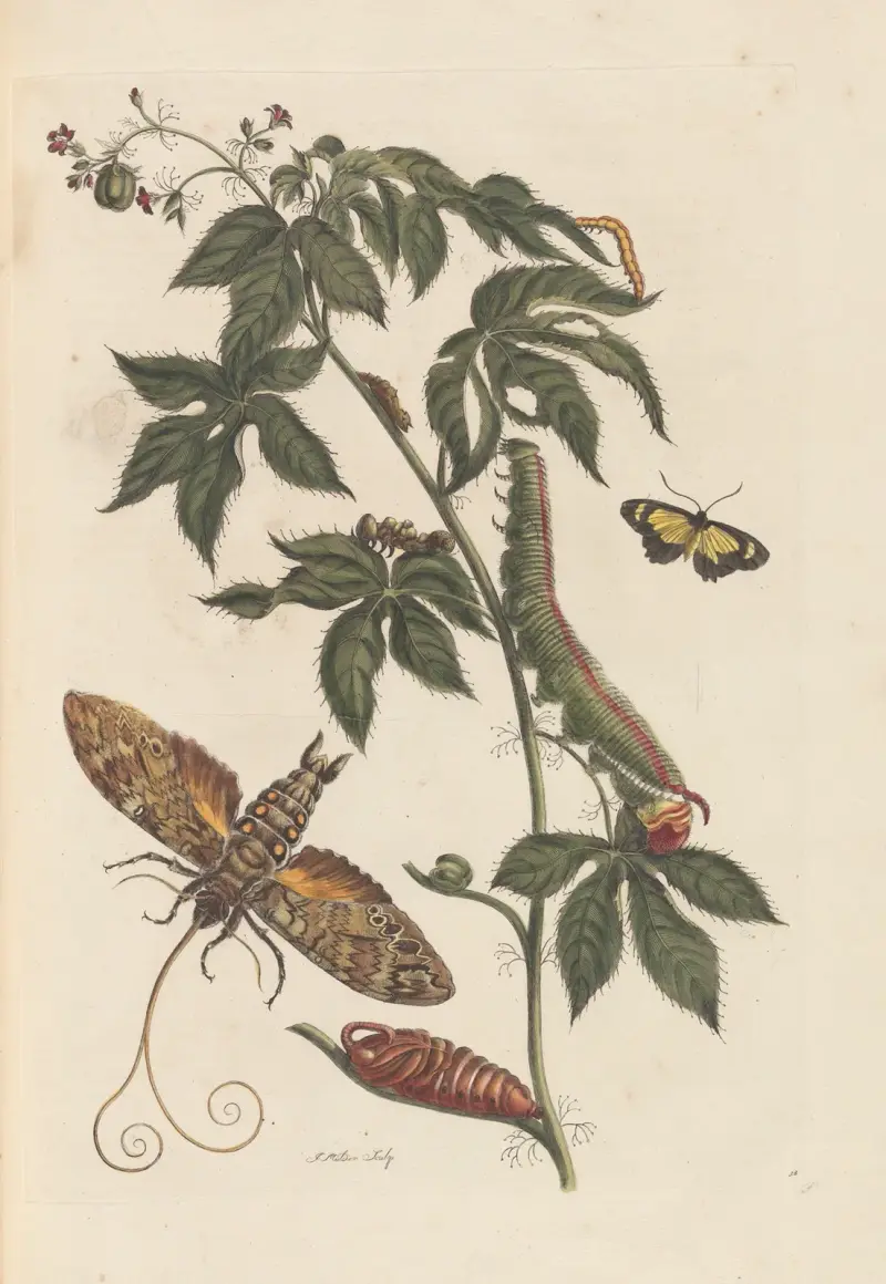 Dissertation sur la generation et les transformations des insectes de Surinam Pl.62 av Maria Sibylla Merian