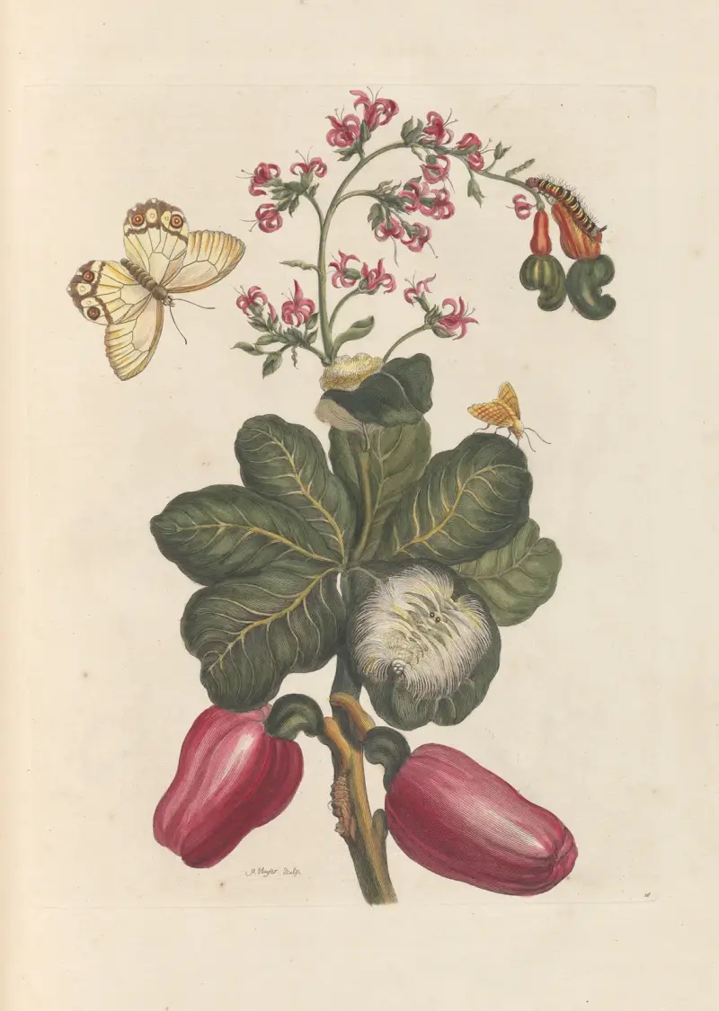 Avhandling om insekternas fortplantning och förvandling i Surinam, plansch 36 av Maria Sibylla Merian