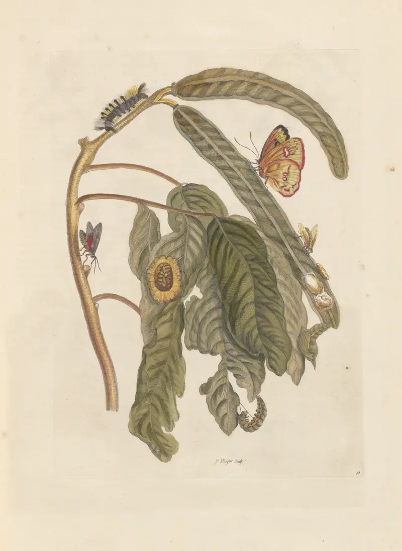 Dissertation sur la generation et les transformations des insectes de Surinam Pl.65 av Maria Sibylla Merian