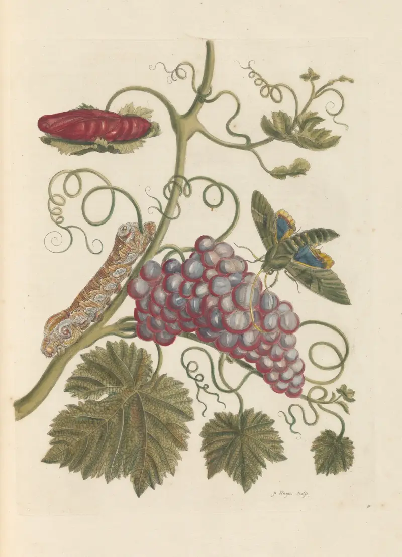 Abhandlung über die Erzeugung und Verwandlung der Insekten von Surinam Taf. 49 von Maria Sibylla Merian