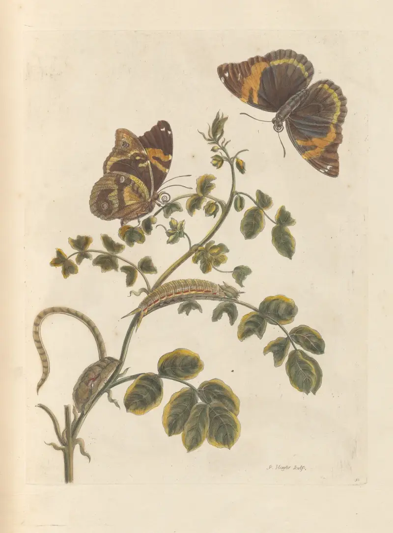 Dissertation sur la generation et les transformations des insectes de Surinam Pl.45 av Maria Sibylla Merian