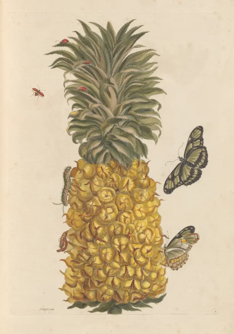 Rozprava o rozmnožování a proměnách hmyzu v Surinamu, tab. 52, Maria Sibylla Merian