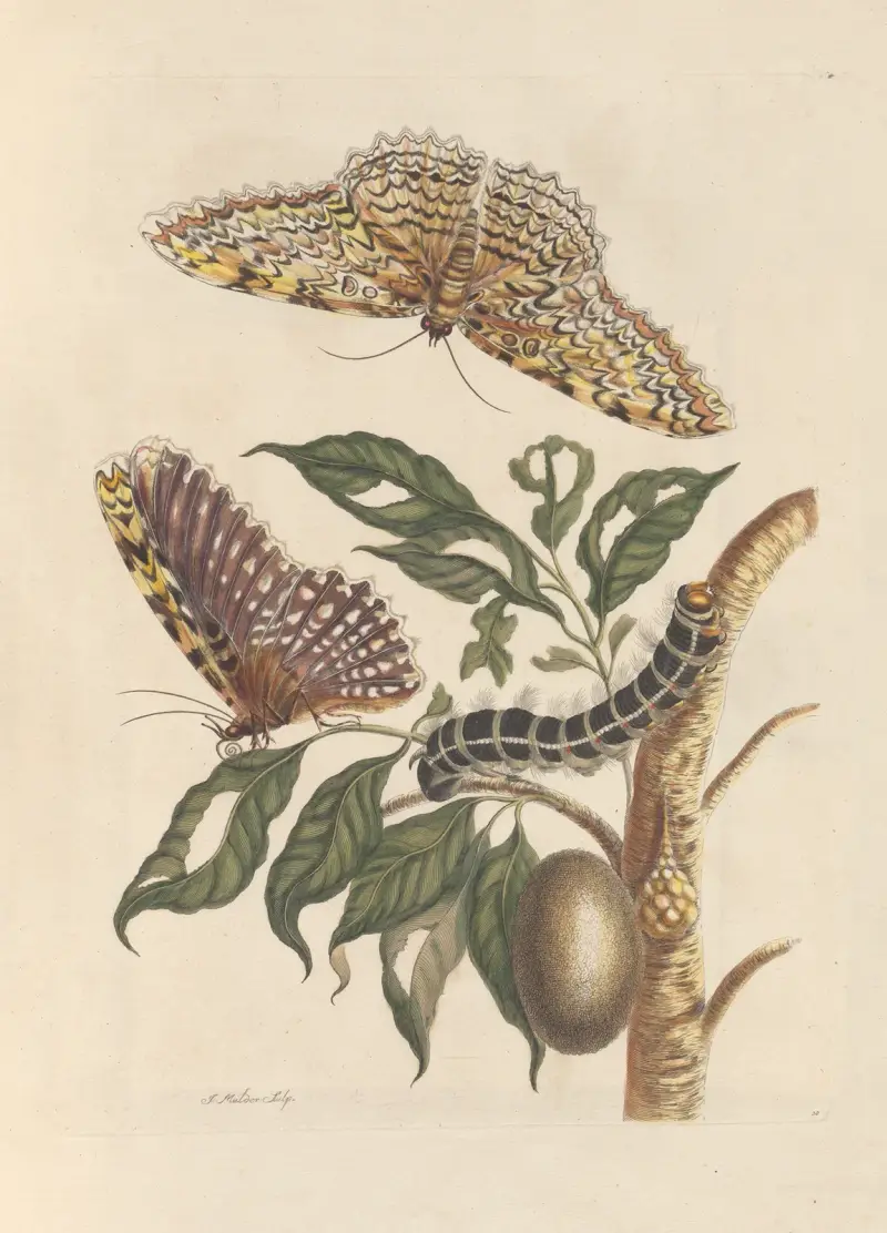 Avhandling om insekternas fortplantning och förvandling i Surinam, plansch 42 av Maria Sibylla Merian