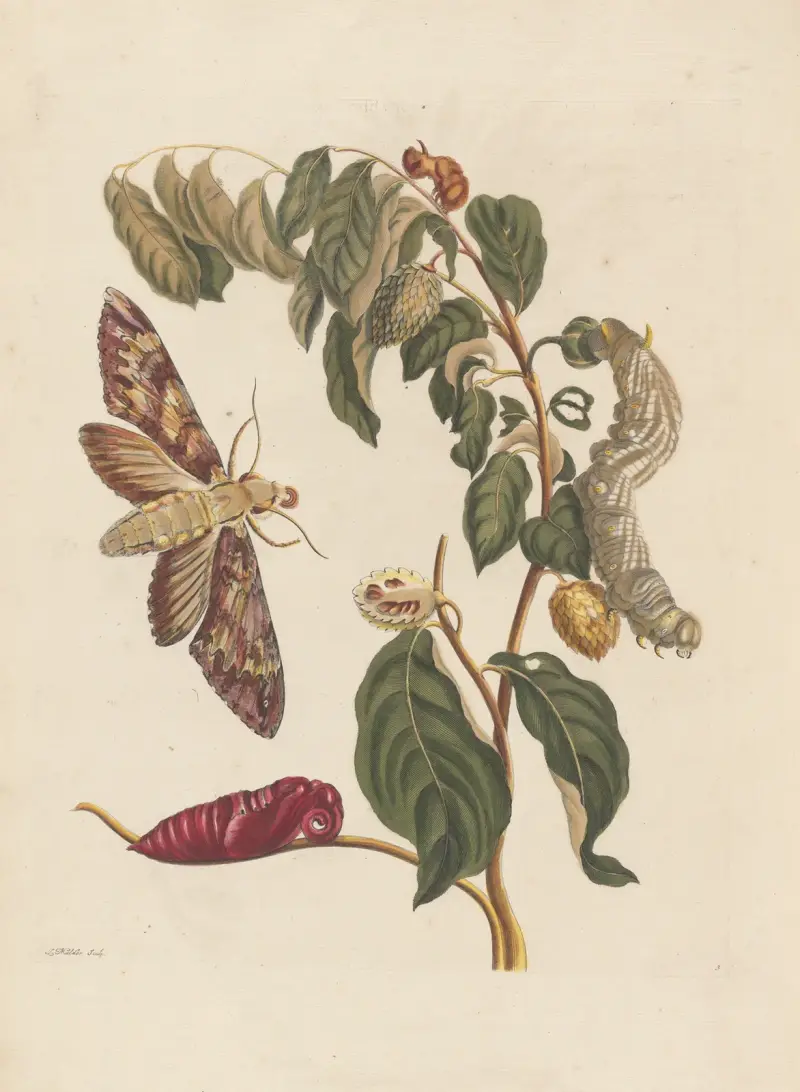 Dissertation sur la generation et les transformations des insectes de Surinam Pl.58 av Maria Sibylla Merian