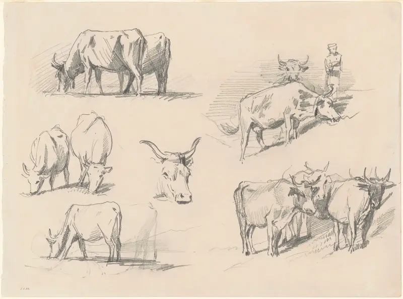 Studie nötkreatur, John Singer Sargent