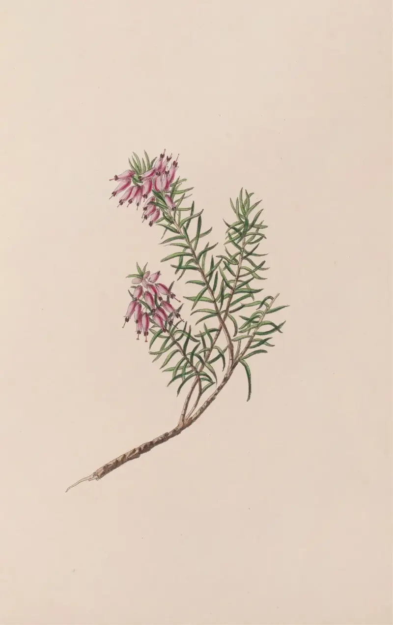 Dwarf Heath av John Stevens Henslow