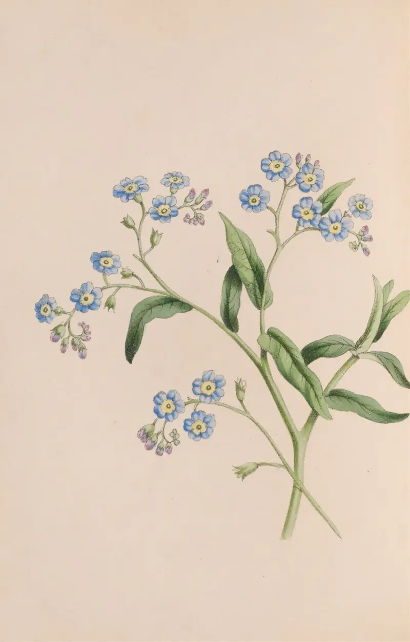Grass av John Stevens Henslow