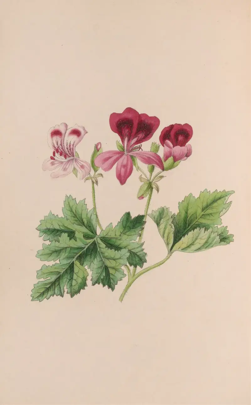 Zvonek, John Stevens Henslow