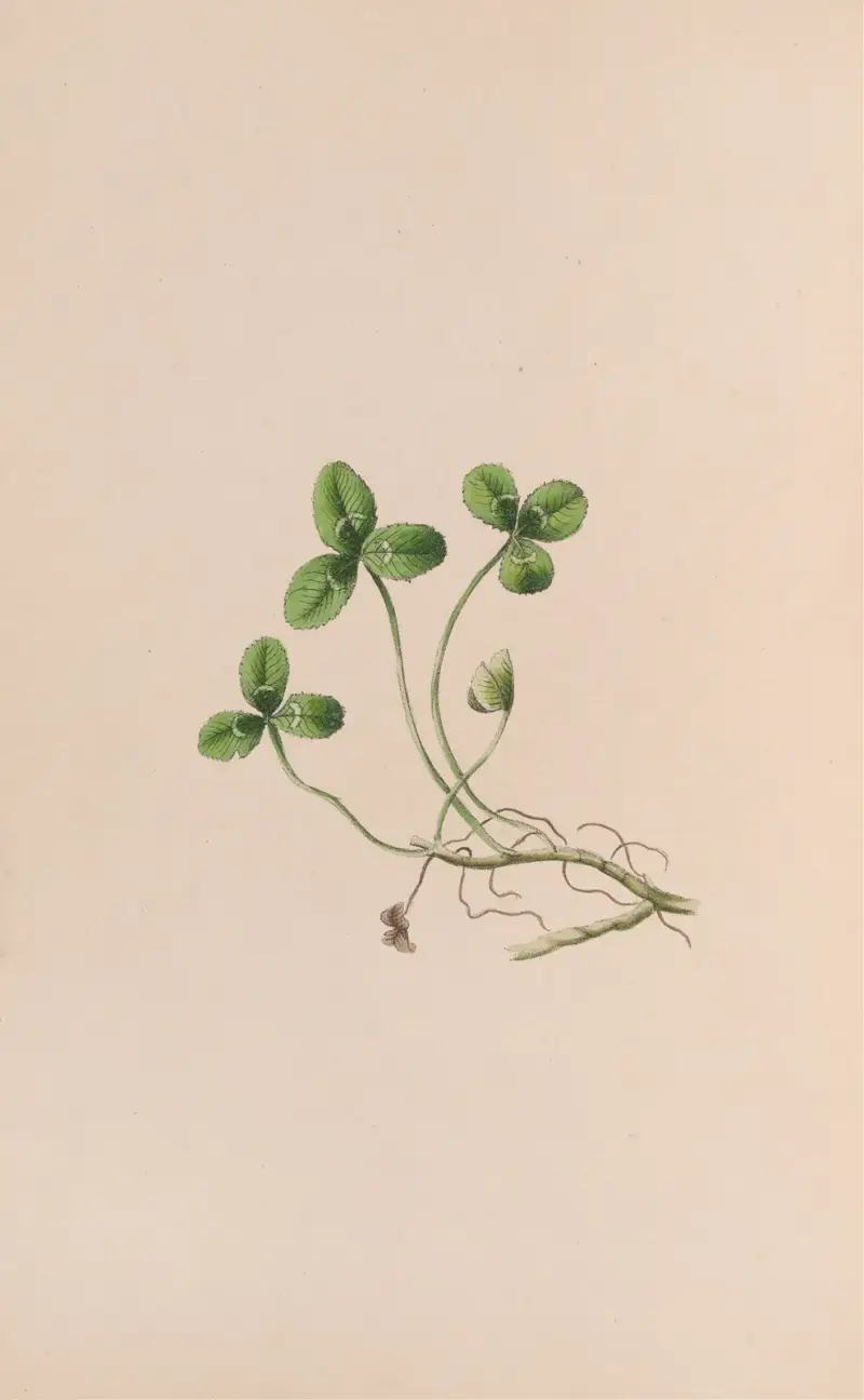 Liljekonvalj av John Stevens Henslow