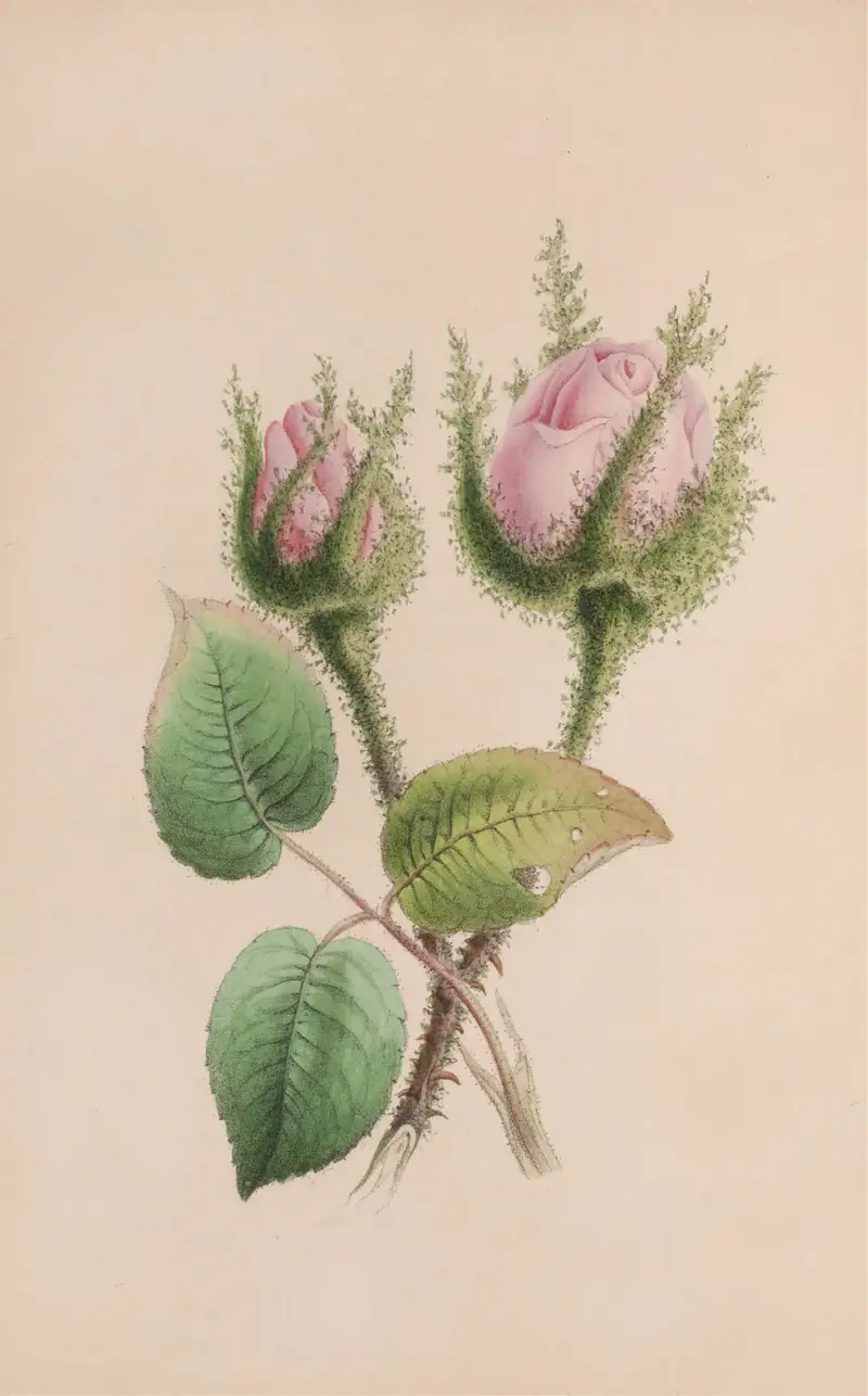 Musk Mallow av John Stevens Henslow