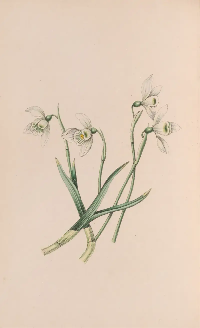 Snowdrop, John Stevens Henslow