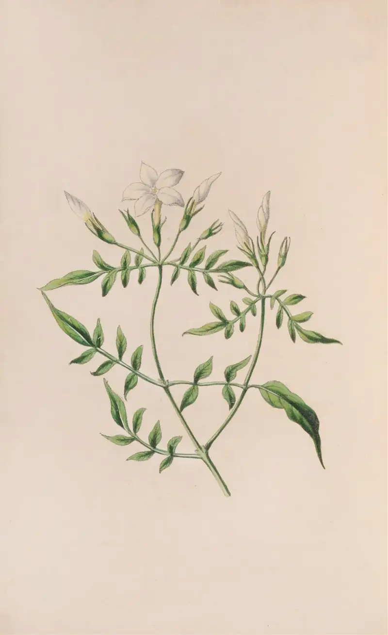 Drzewo truskawkowe, John Stevens Henslow