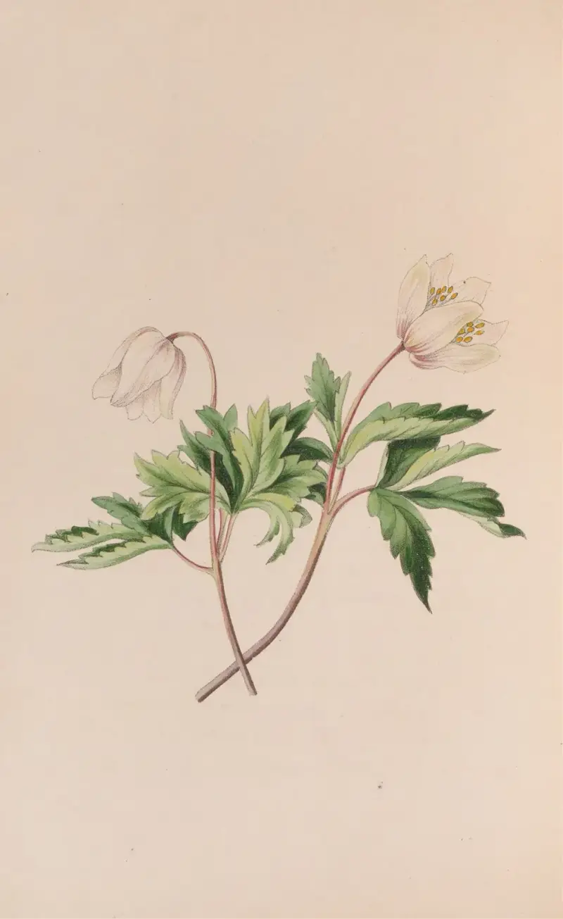 Sasanka hajní, John Stevens Henslow