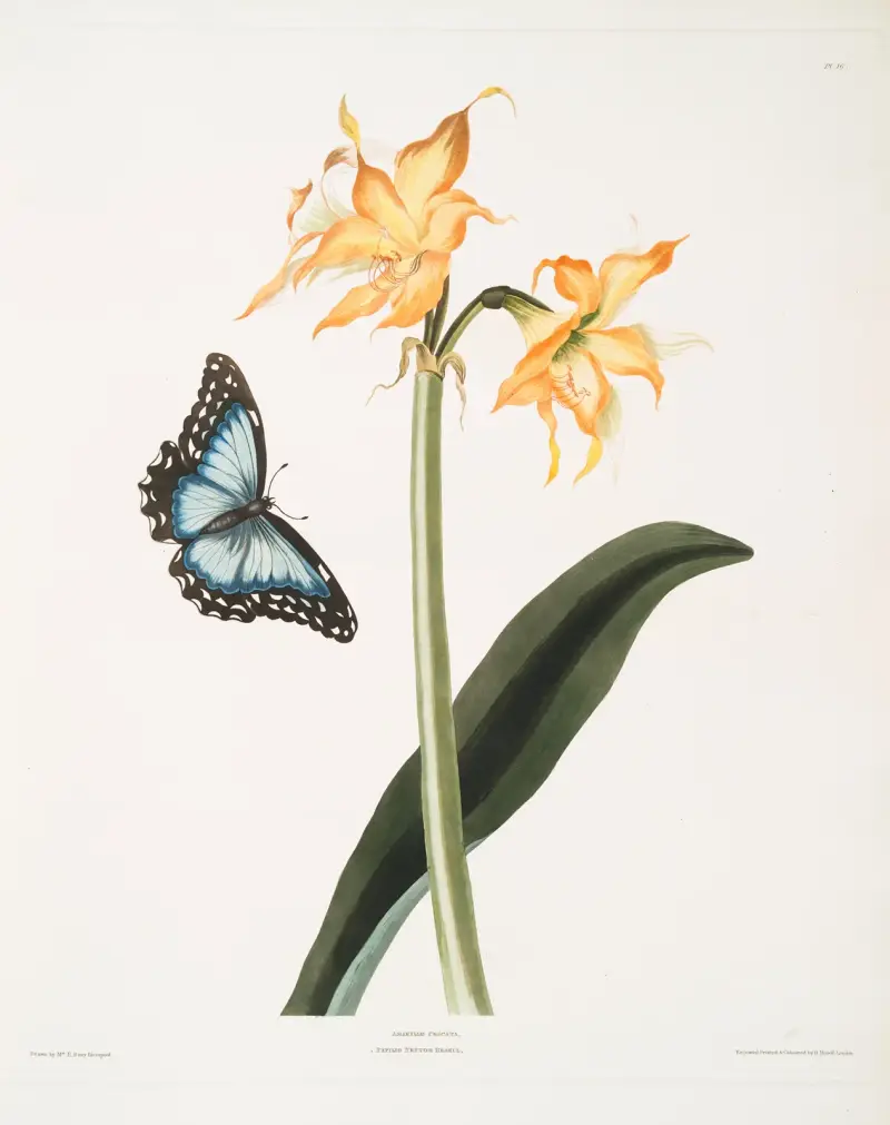 Amaryllis crocata – Papilio nestor branil von Priscilla Susan Bury