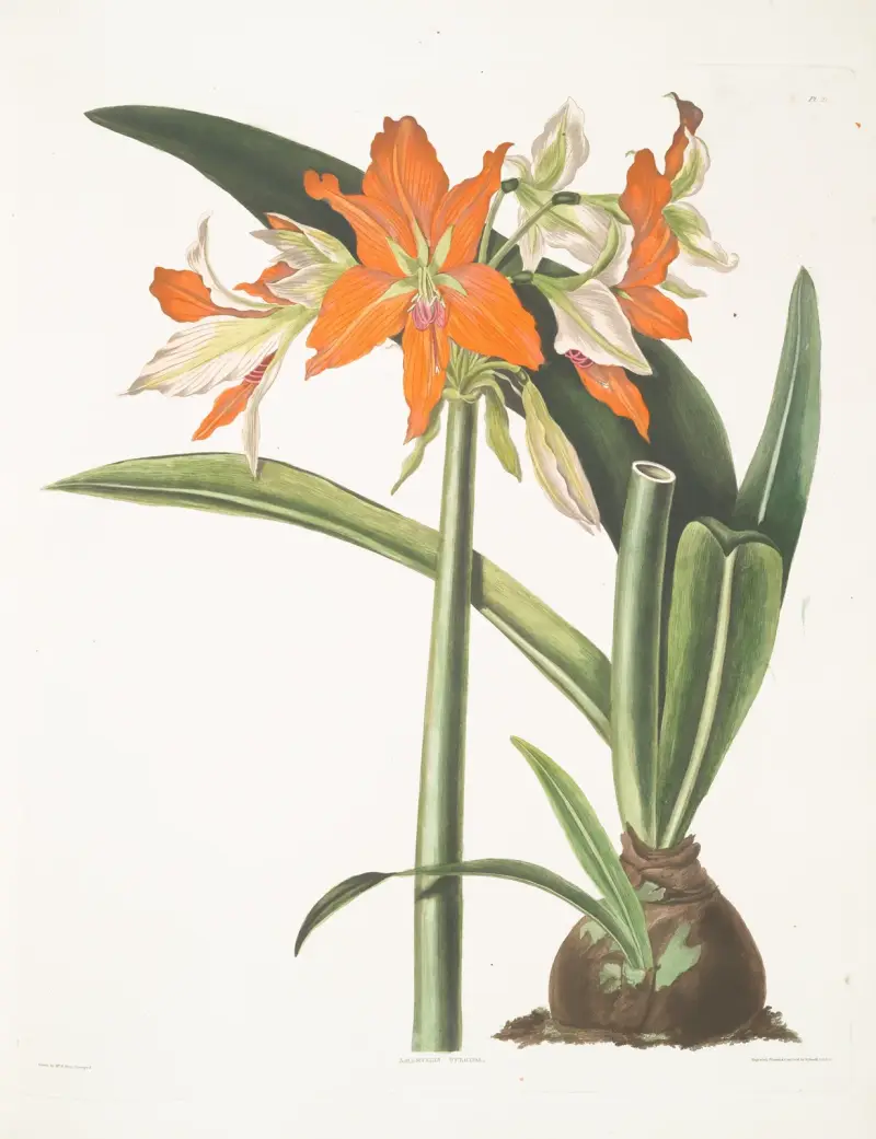 Amaryllis fulgida, 1834 – Nr. 1 von Priscilla Susan Bury