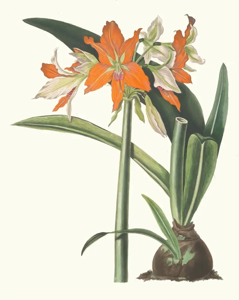 Amaryllis Fulgida, 1834 – Nr. 2 von Priscilla Susan Bury