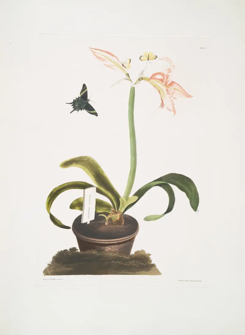 Amaryllis miniata, Priscilla Susan Bury
