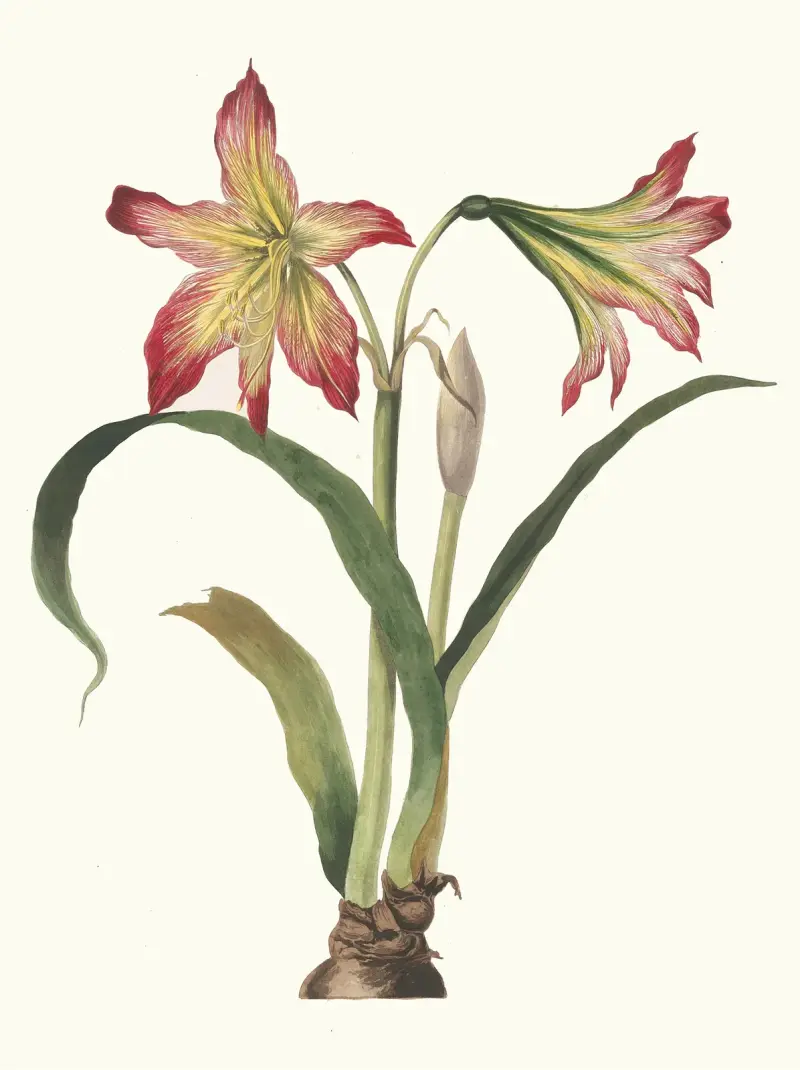 Amaryllis Psittacina, Priscilla Susan Bury