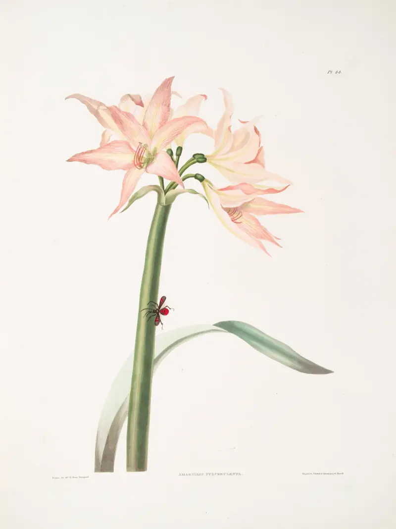 Amaryllis pulverulenta, Hippeastrum pulverulentum, Amaryllis acuminata von Priscilla Susan Bury