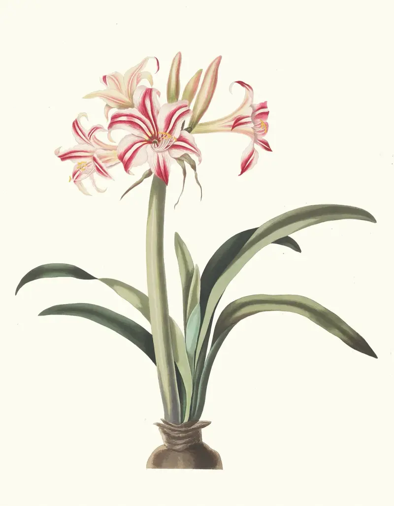 Amaryllis Superba (Vittata), 1834 – Nr. 2, Priscilla Susan Bury