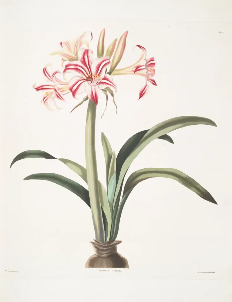 Amaryllis superba (vittata), 1834 – Nr. 1, Priscilla Susan Bury