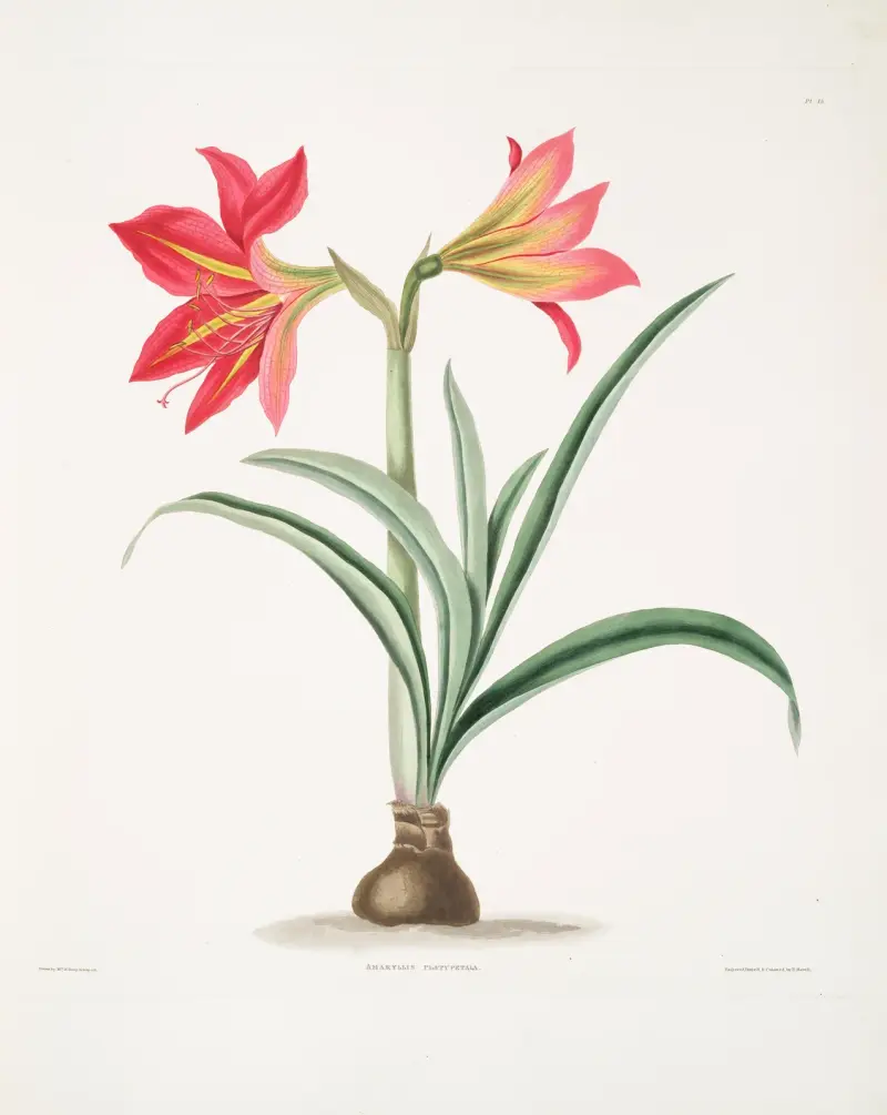 Amryllis platypetala, Priscilla Susan Bury
