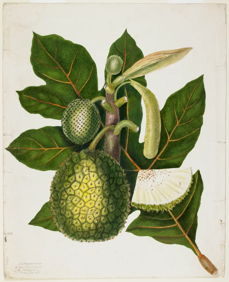 Artocarpus Incisa (Pravý chlebovník z Filipín), Priscilla Susan Bury