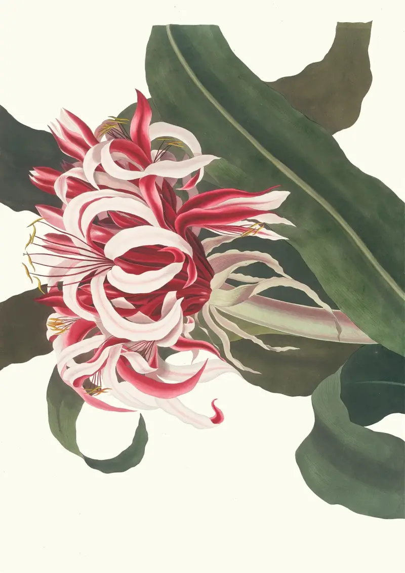 Crinum Augustum (Drottning Emma), 1834 – nr 2 av Priscilla Susan Bury