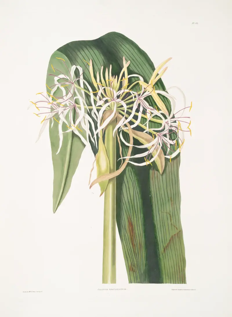 Crinum declinatum, Priscilla Susan Bury