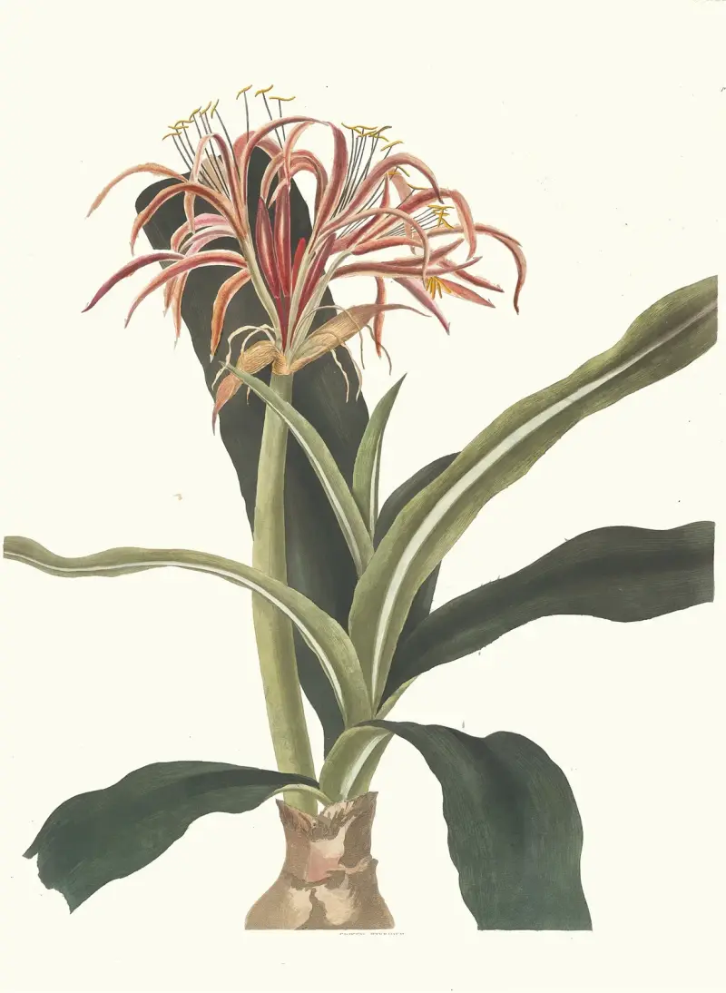 Crinum hybridum, pedunculatum och zeylanicum av Priscilla Susan Bury