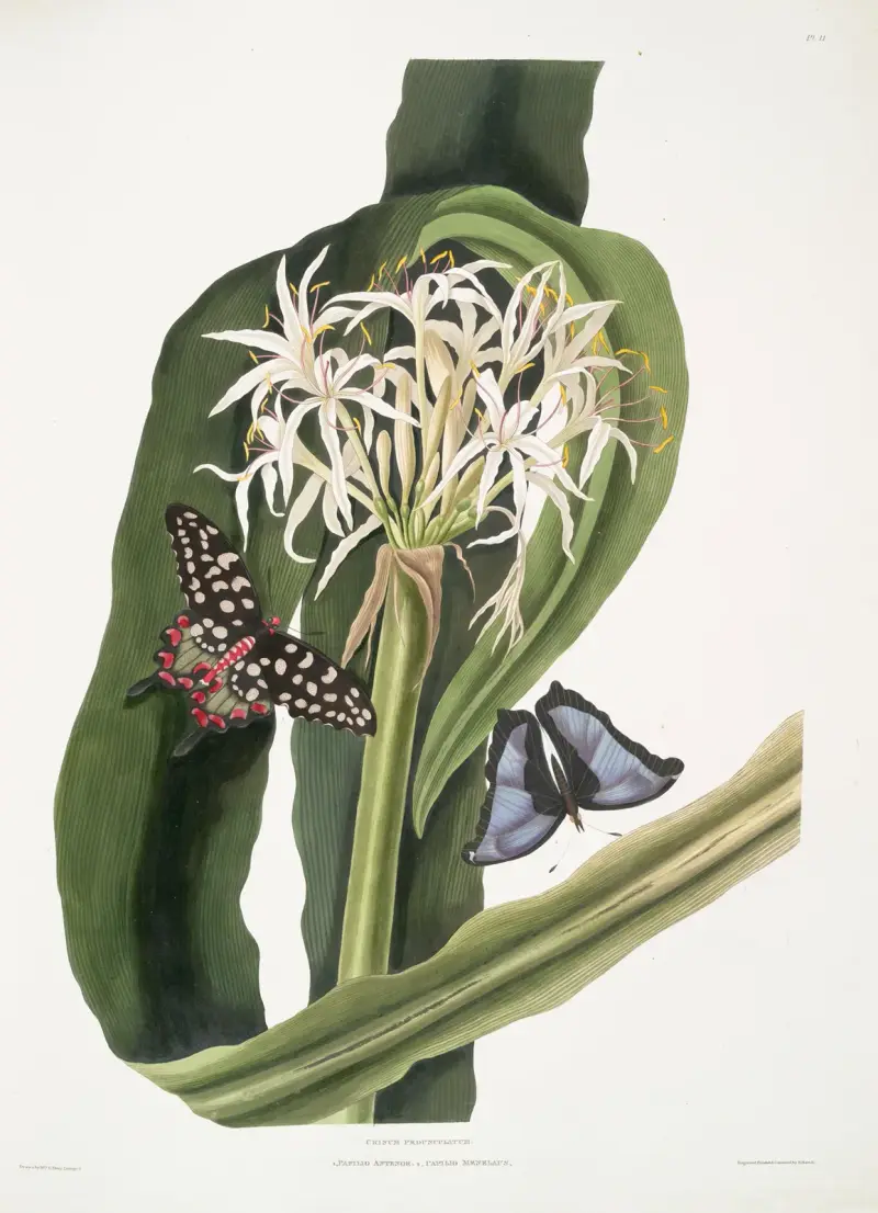 Crinum pedunculatum (flodlilja) – 1. Papilio antenor, 2. Papilio menelaus (fjärilar) av Priscilla Susan Bury