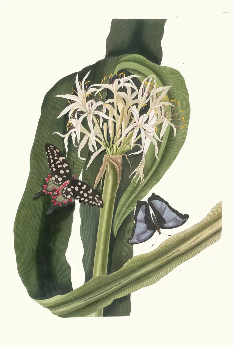 Crinum pedunculatum (Flusslilie) von Priscilla Susan Bury