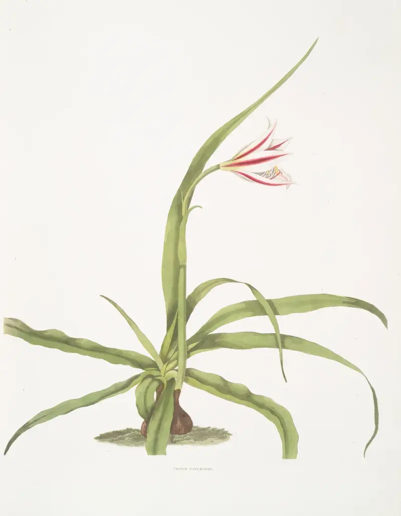 Crinum yuccæides von Priscilla Susan Bury