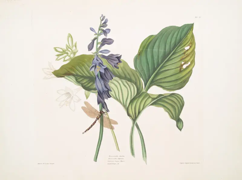 Hemerecallis caerulea, Hemerecallis japonica, Libellula anquis Harris, engelsk trollslända av Priscilla Susan Bury