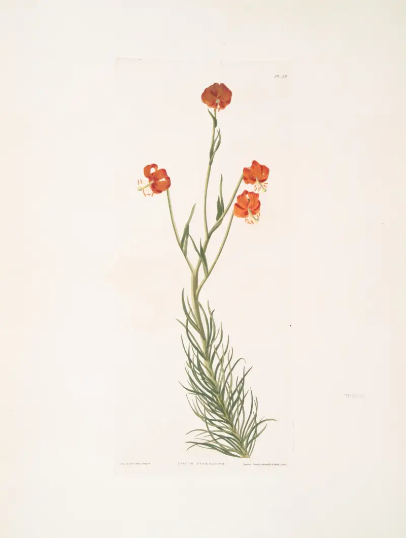 Lilium pyrenaicum, Priscilla Susan Bury