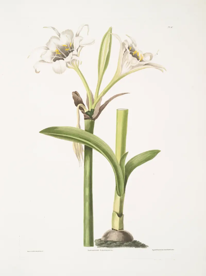 Pancratium calathinum von Priscilla Susan Bury