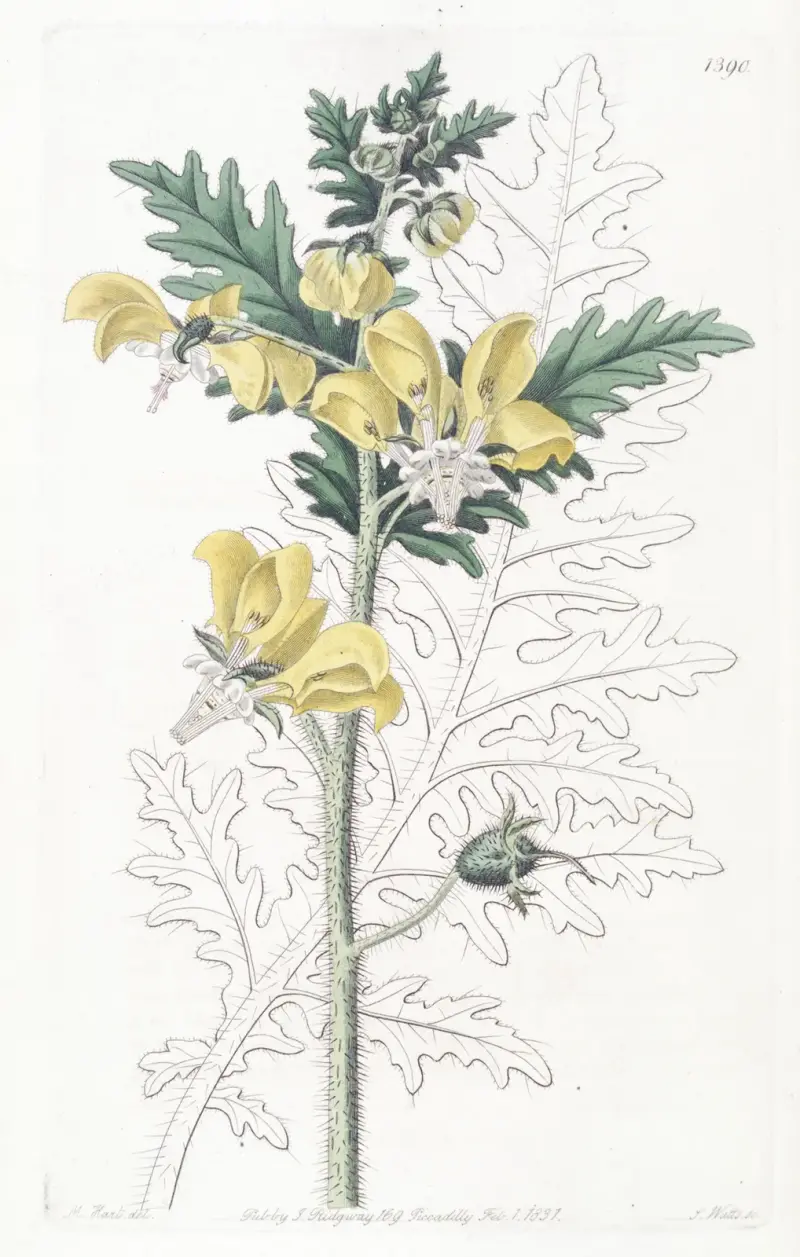 Loaza o liściach ambrozji, Sydenham Edwards