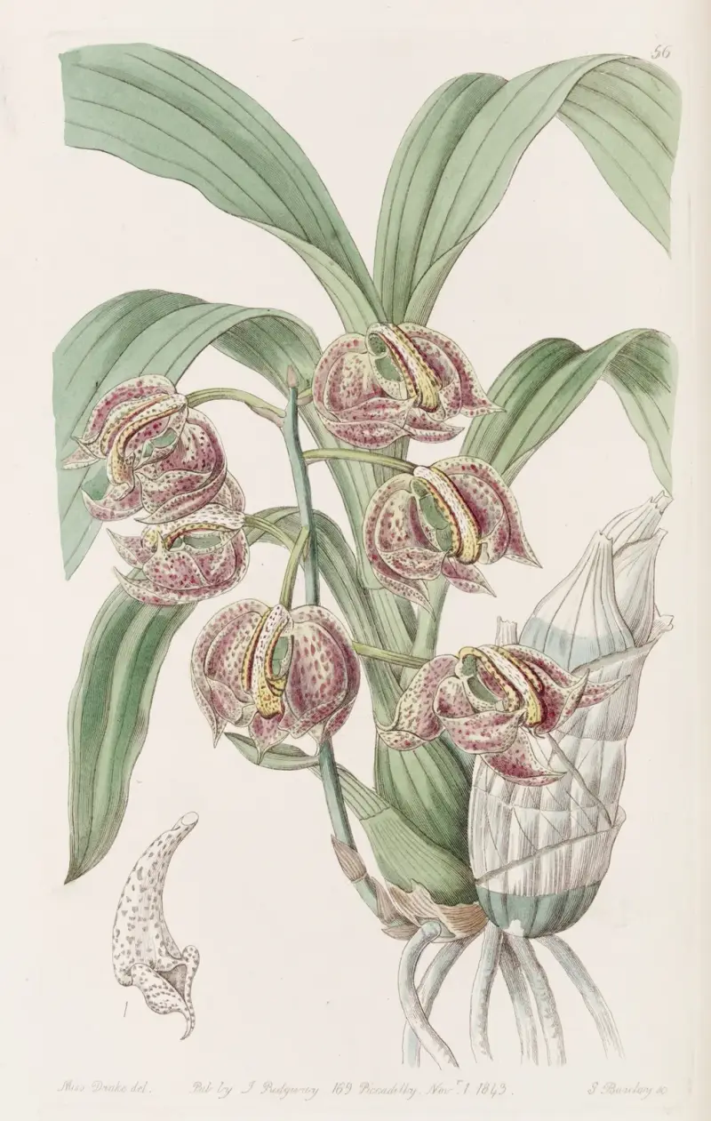 Aromatic Mormodes, Sydenham Edwards