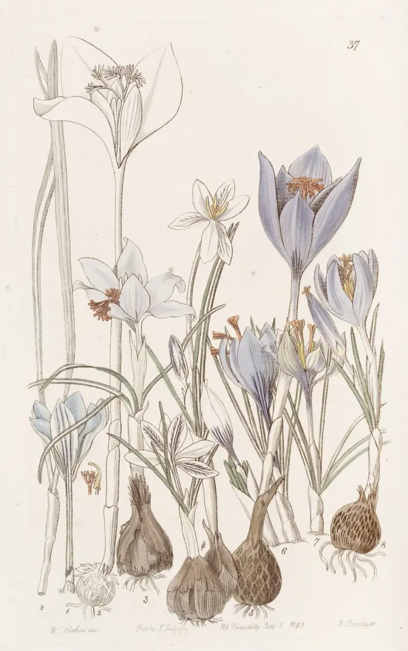 Jesienne krokusy, Sydenham Edwards