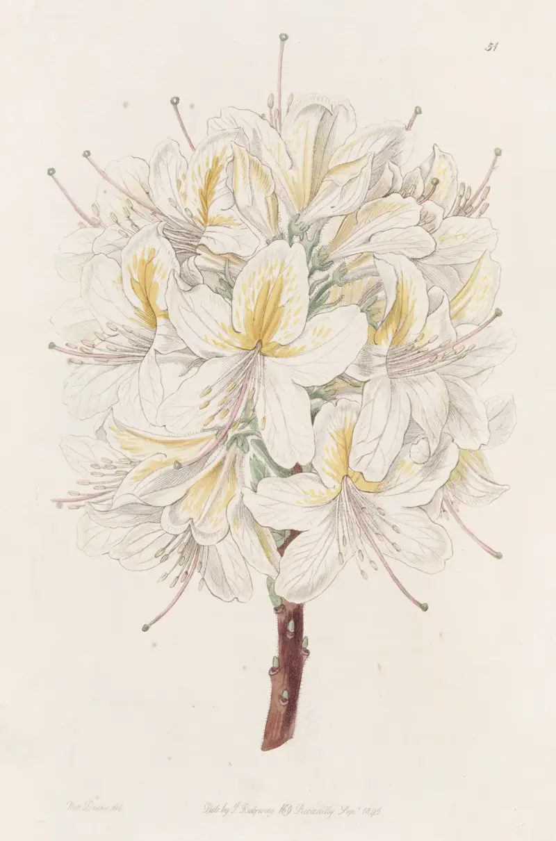 Azalea Laetitiae, Sydenham Edwards