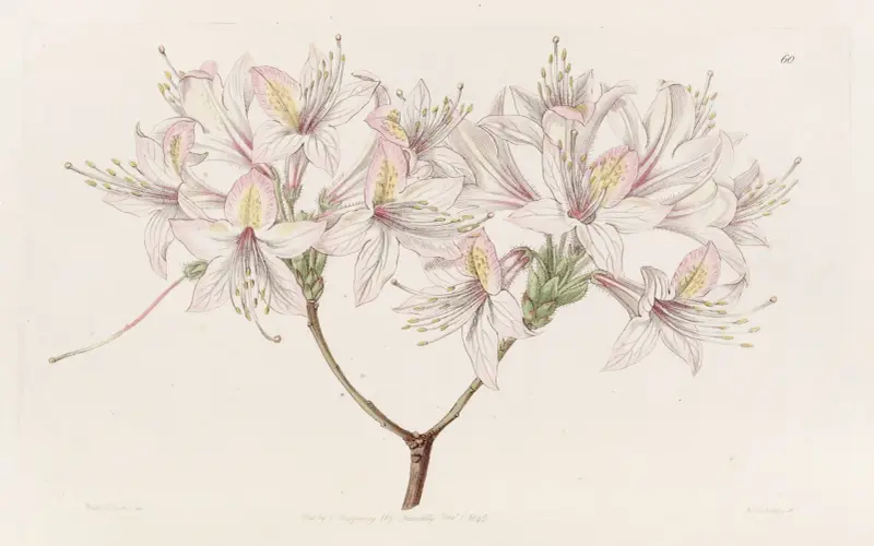 Azalea Ludoviciae, Sydenham Edwards