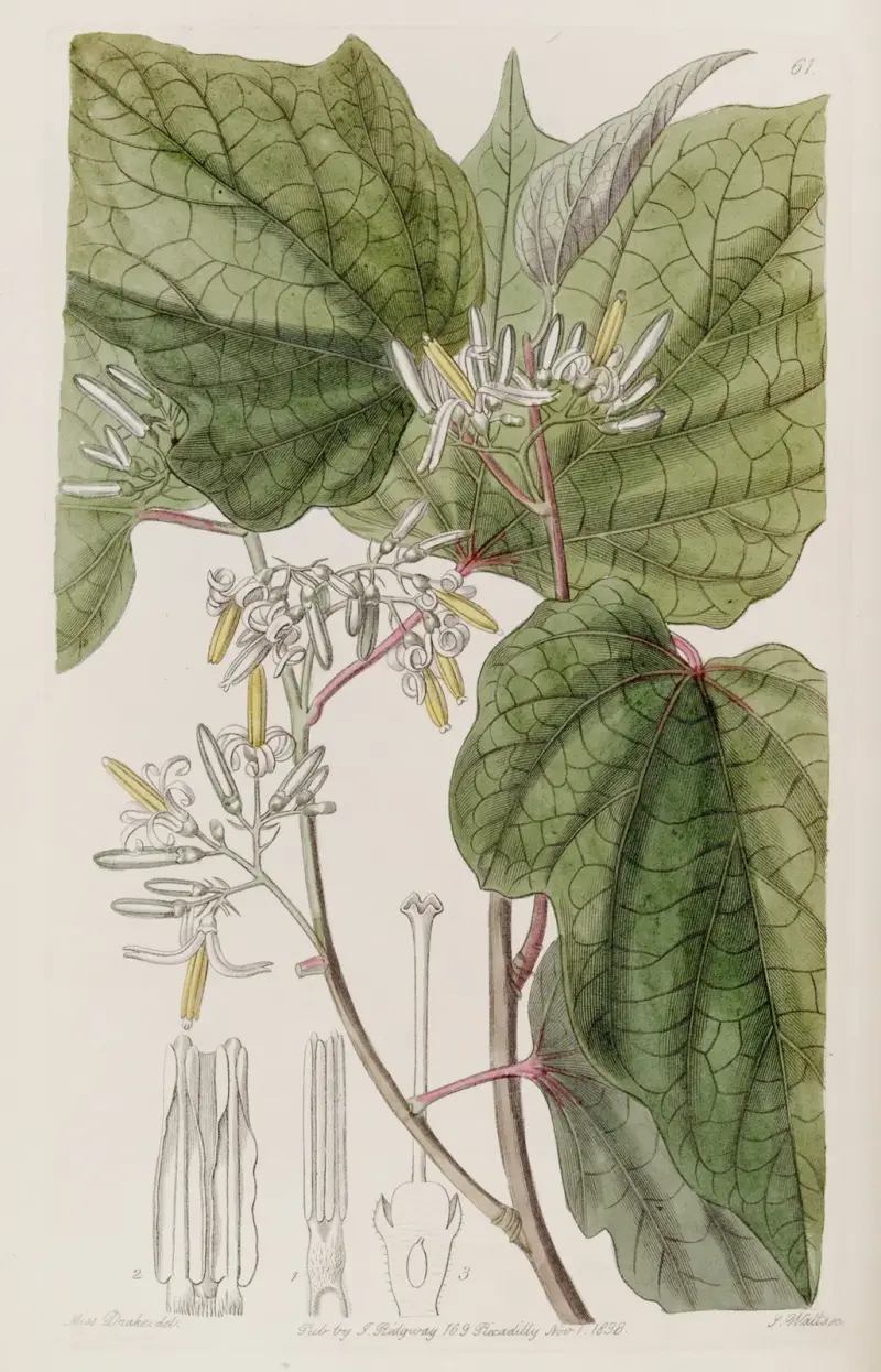 Begonia-leaved Marlea av Sydenham Edwards