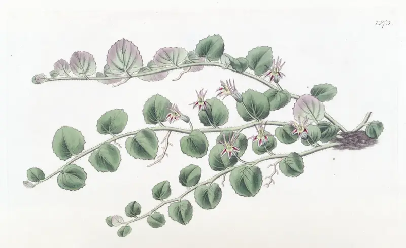 Begonienblättrige Pratia von Sydenham Edwards